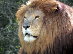 I am a LION: LinkedIn Open Networker